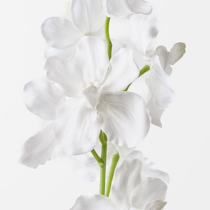 Orchid Vanda White 62cm Pack of 12