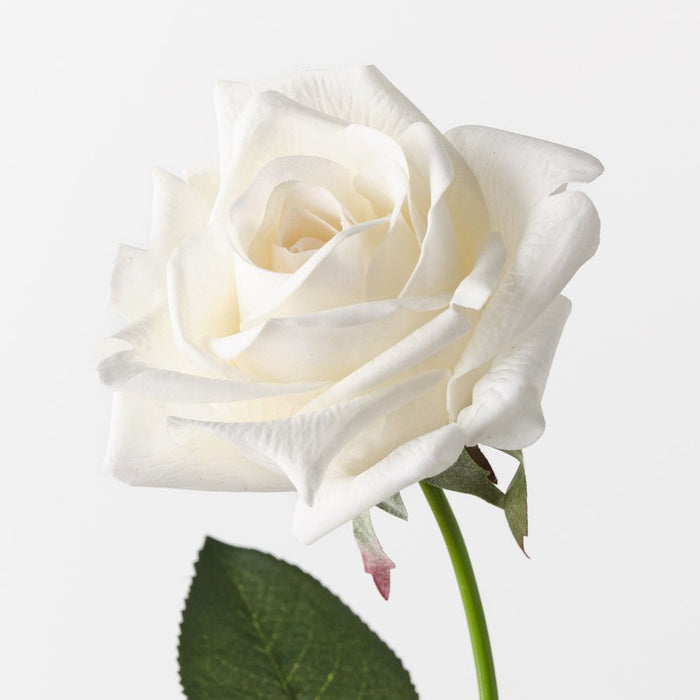 Rose Kim Ivory 65cm Pack of 12