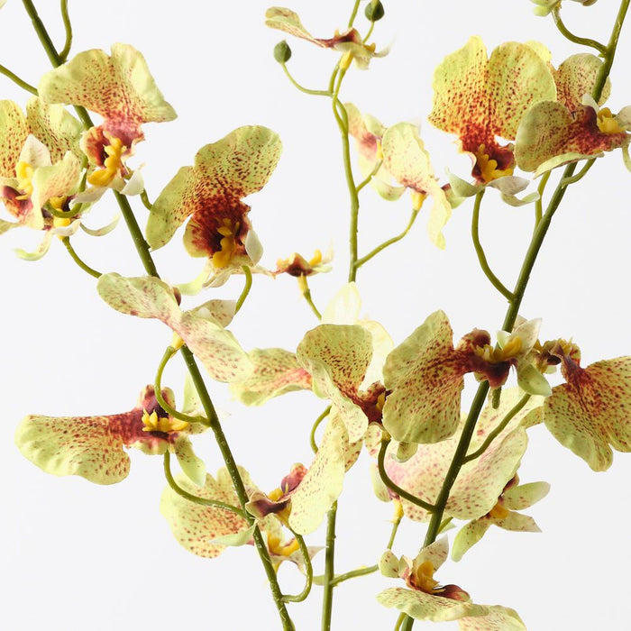 Orchid Dancing Green 98cm Pack of 12