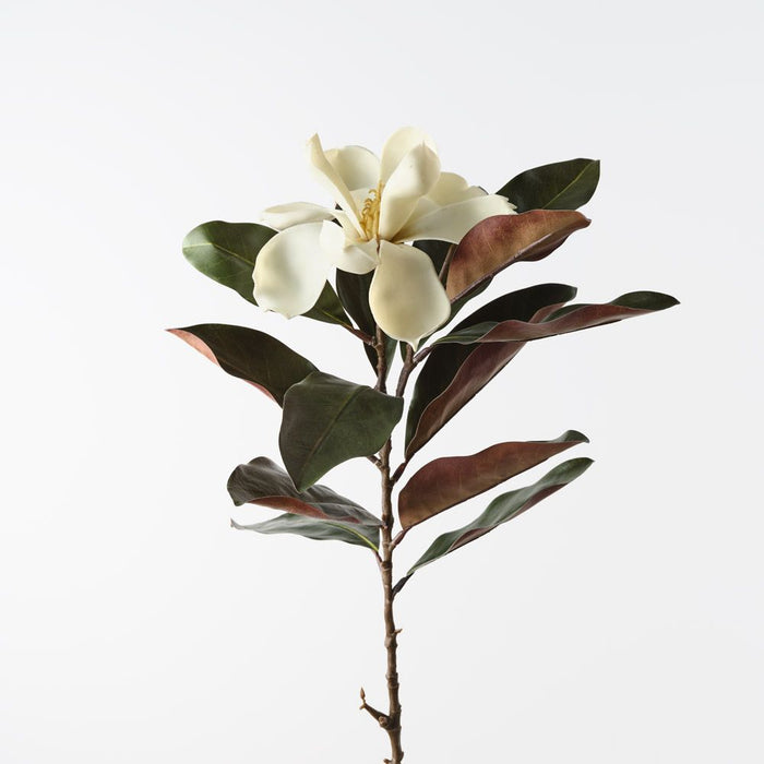 Magnolia Cream Green 87cm Pack of 12