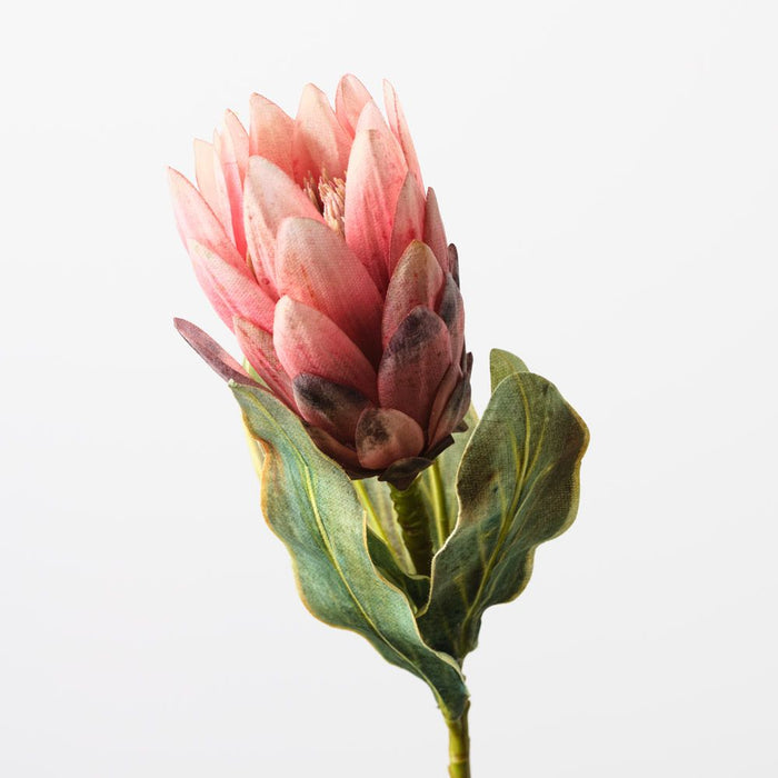 Protea Queen Pink 57cm Pack of 12