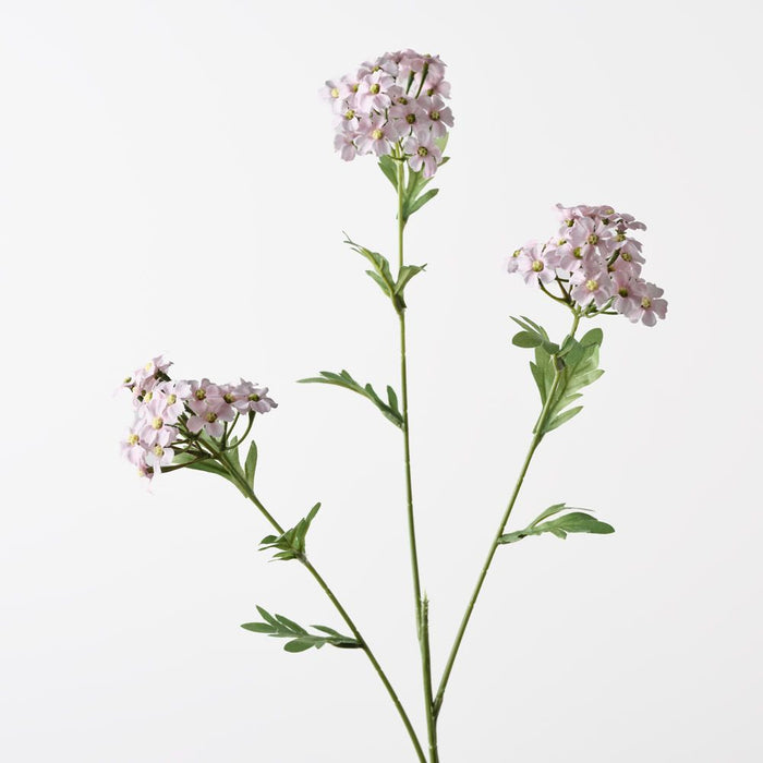 Achillea Spray Light Pink 68cm Pack of 12
