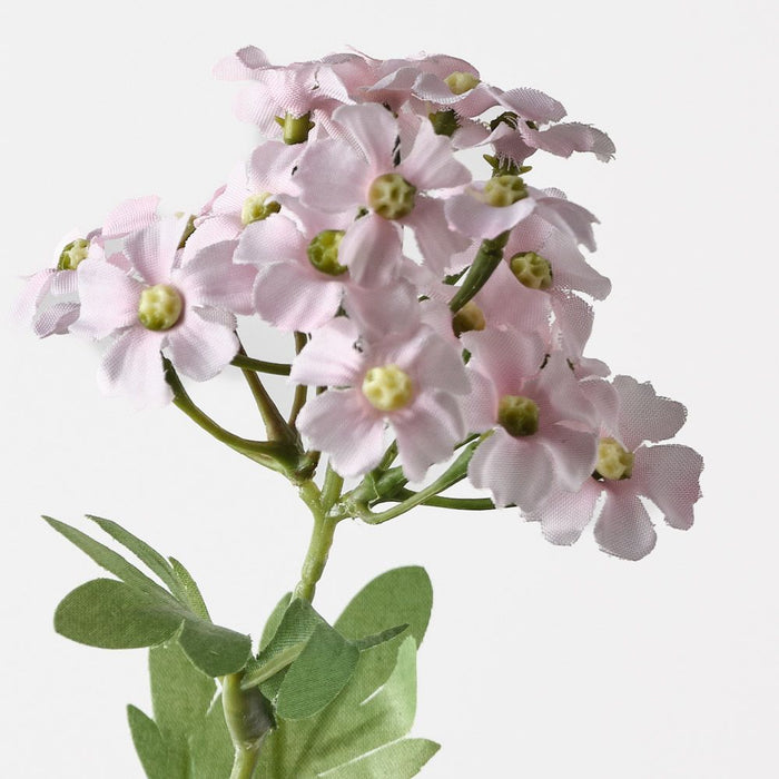 Achillea Spray Light Pink 68cm Pack of 12