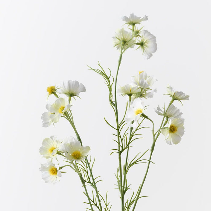 Cosmos Spray White 80cm Pack of 12