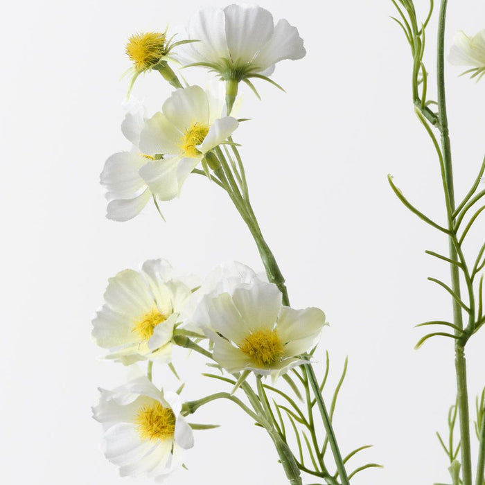 Cosmos Spray White 80cm Pack of 12