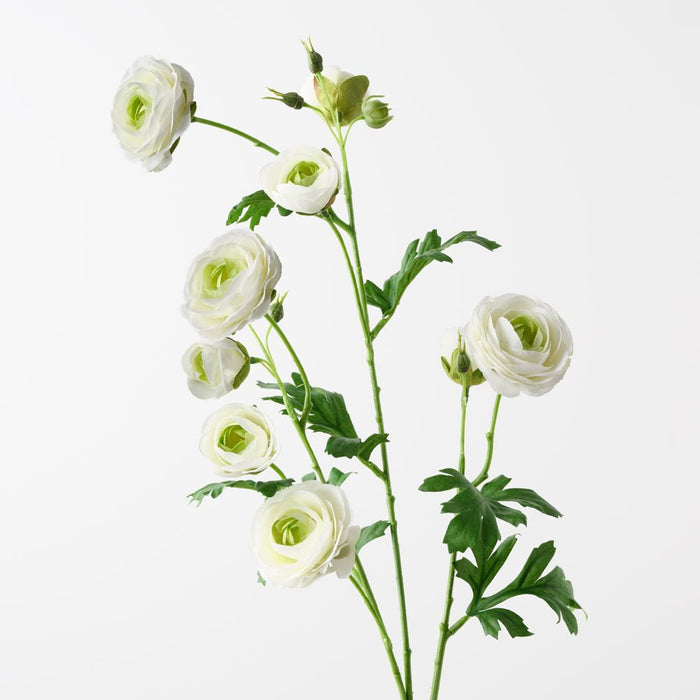 Ranunculus Spray White Green 77cm Pack of 12