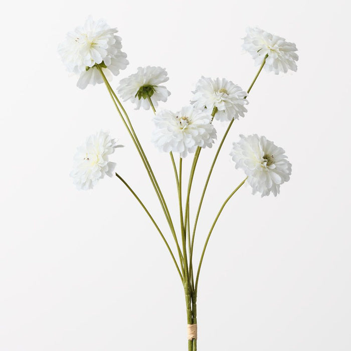 Zinnia Bundle White 58cm Pack of 12