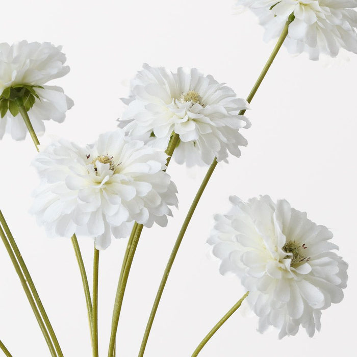 Zinnia Bundle White 58cm Pack of 12