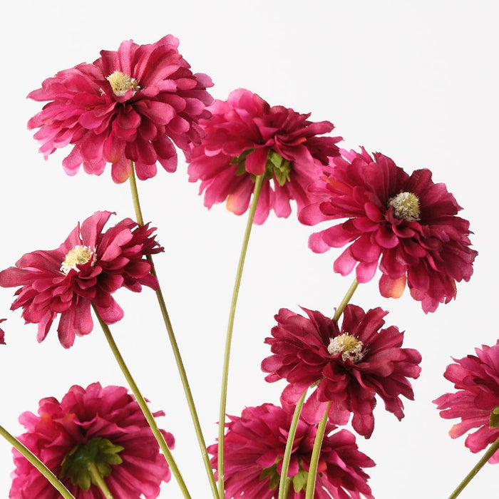 Zinnia Bundle Burgundy 58cm Pack of 12