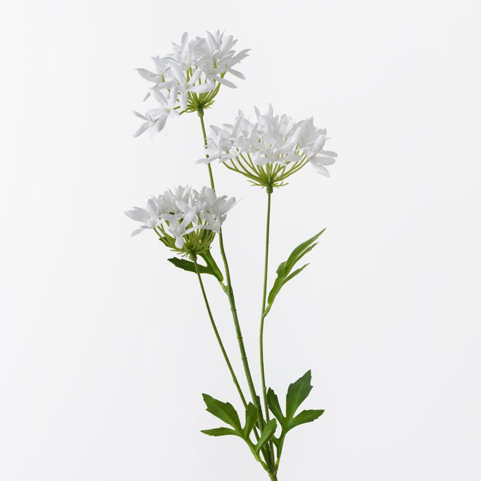 Agapanthus Spray White 71cm Pack of 12