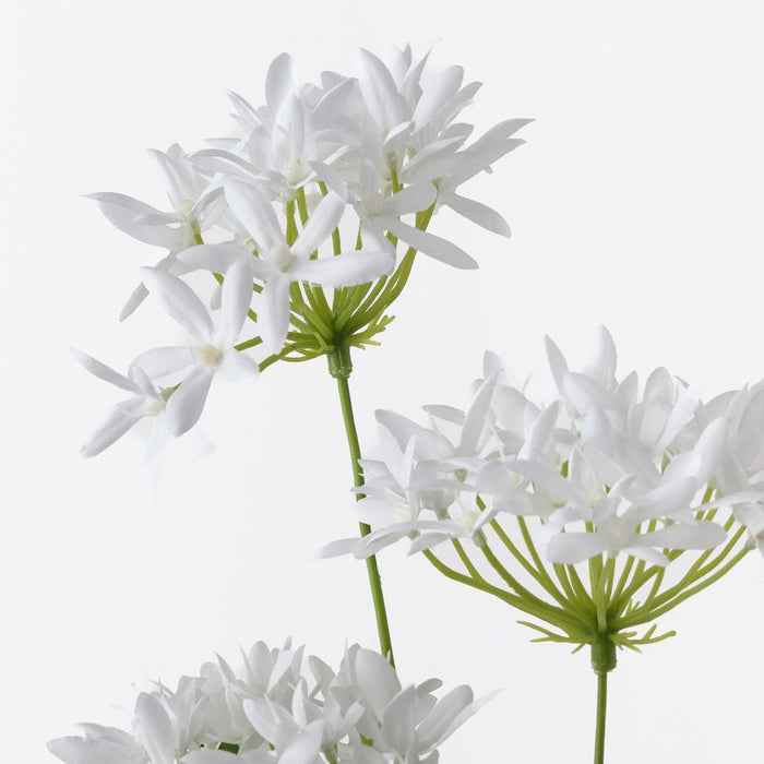 Agapanthus Spray White 71cm Pack of 12