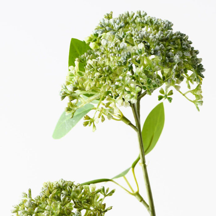 Angelica Spray Green 80cm Pack of 12