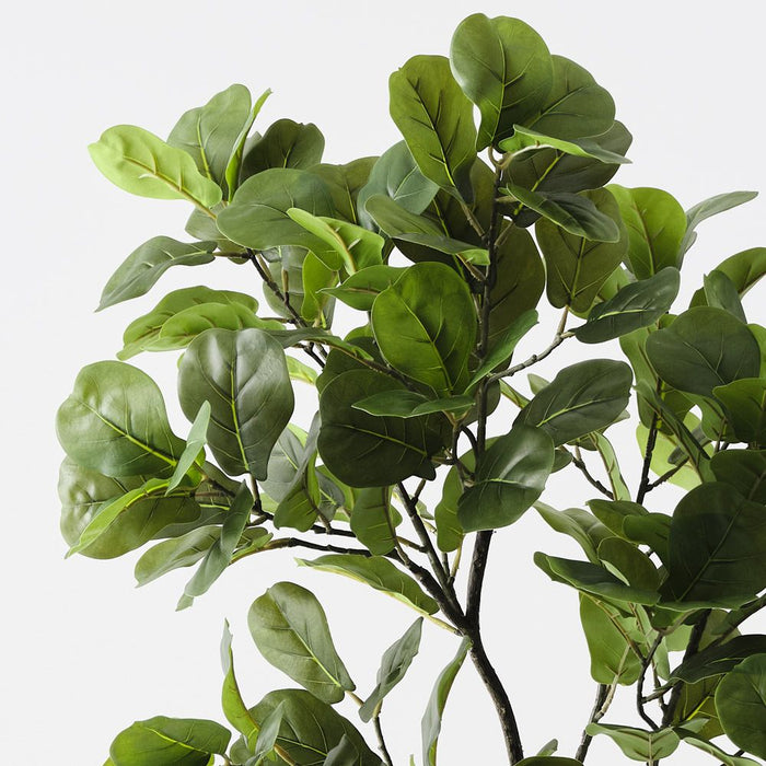 Fiddle Leaf Tree Green 160cm