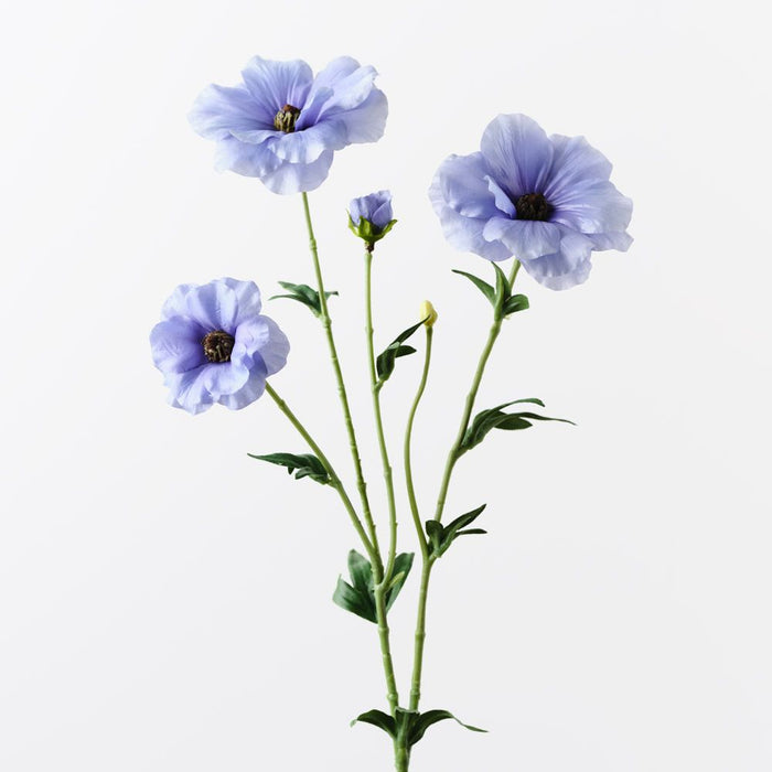 Ranunculus Japanese Spray French Blue 55cm Pack of 12