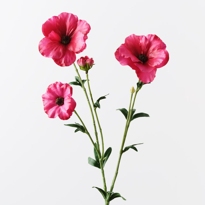 Ranunculus Japanese Spray Fuschia 55cm Pack of 12