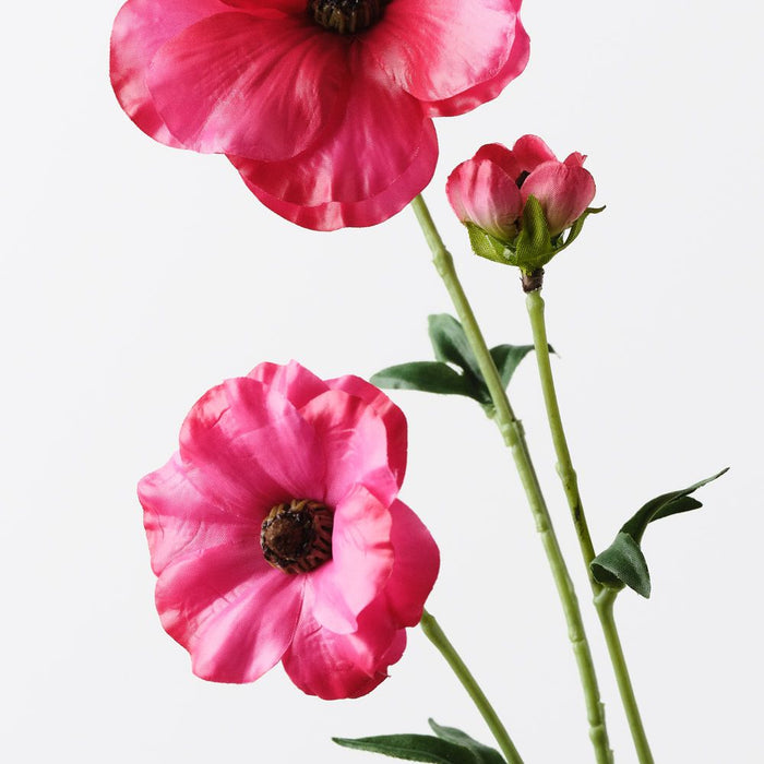 Ranunculus Japanese Spray Fuschia 55cm Pack of 12