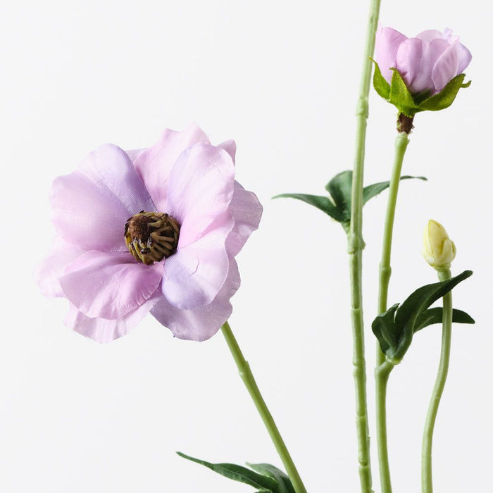 Ranunculus Japanese Spray Lavender 55cm Pack of 12
