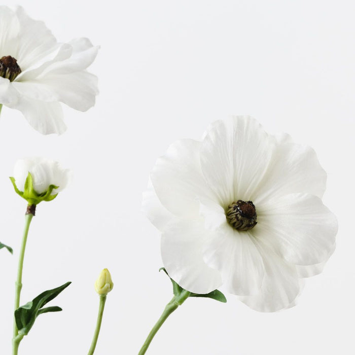 Ranunculus Japanese Spray White 55cm Pack of 12