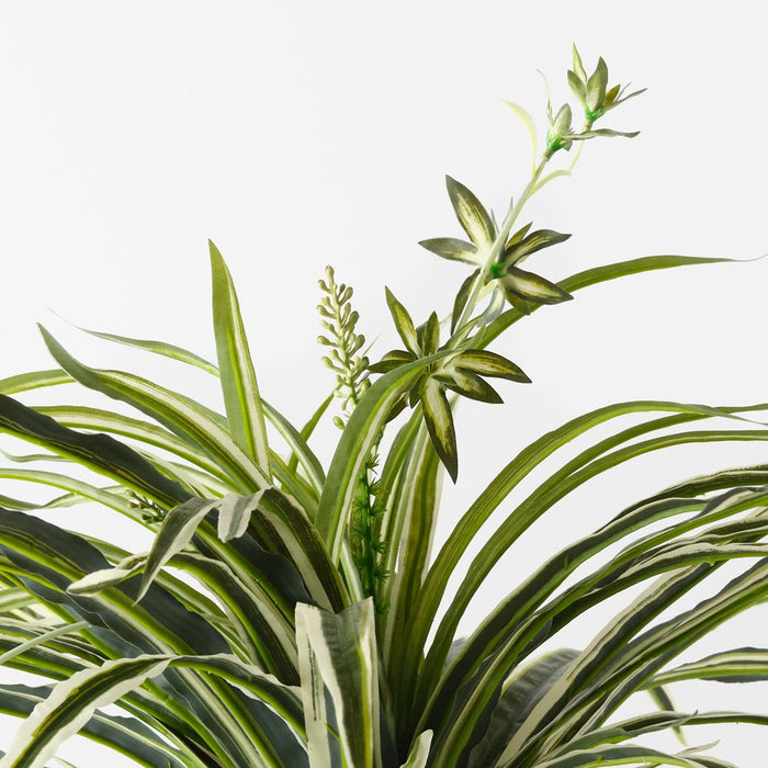 Spider Plant Bush Green White 90cm Pack of 6