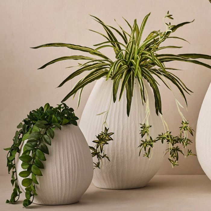 Spider Plant Bush Green White 90cm Pack of 6