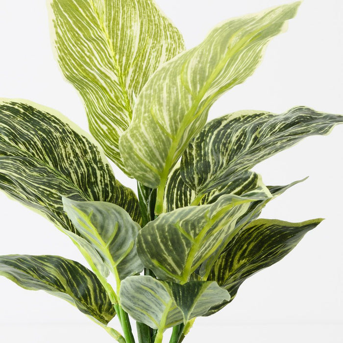 Dieffenbachia Plant Variegated 35cm Pack of 6