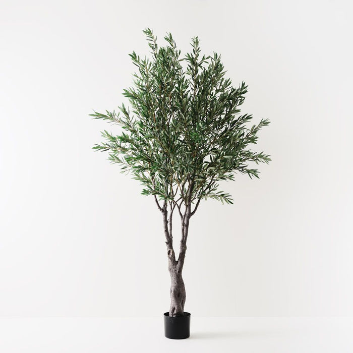Olive Tree Grey Green 260cm