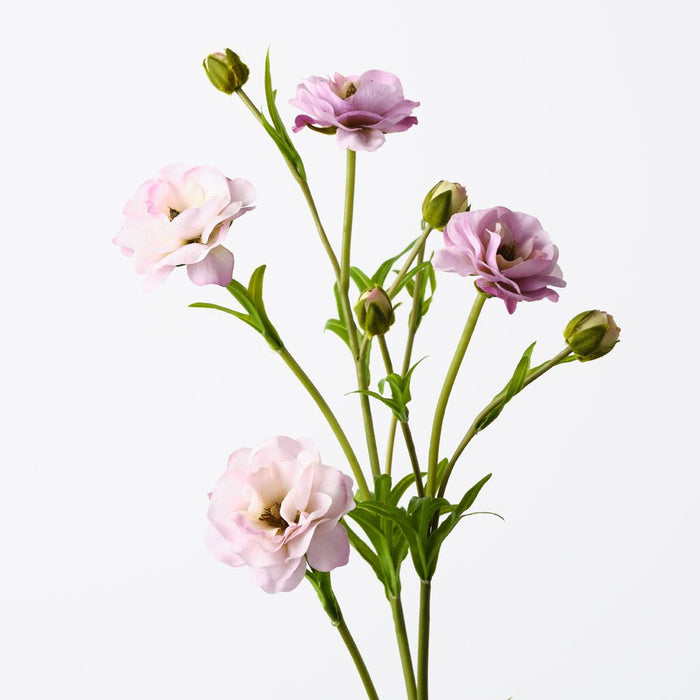 Ranunculus Spray Lavender 72cm Pack of 12