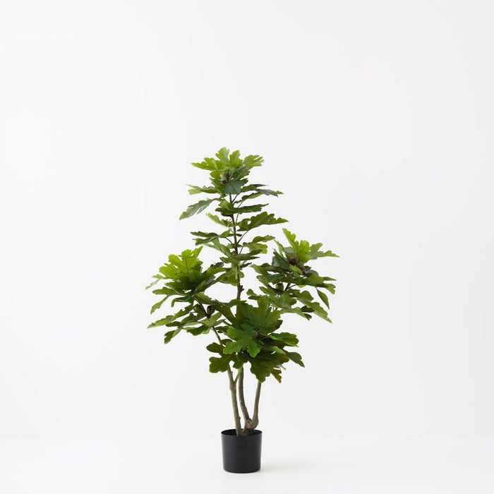 Fig Tree Green 150cm Pack of 2