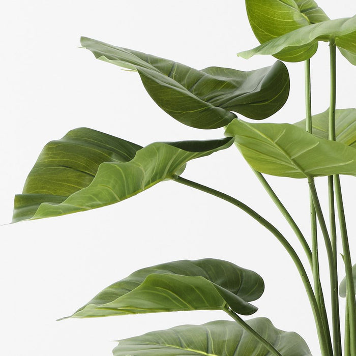 Taro Plant Green 90cm Pack of 2