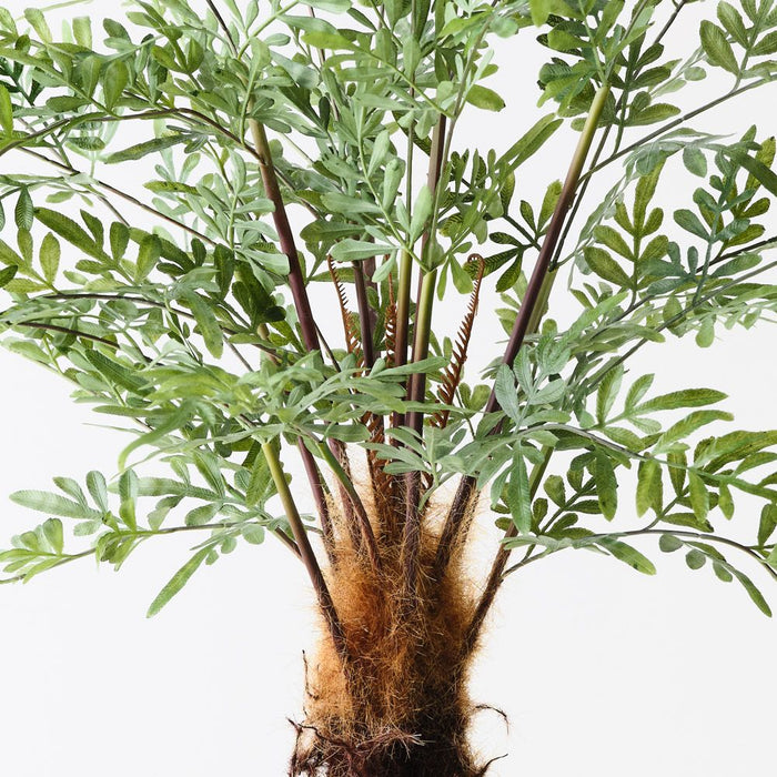 Fern Lydgodium Plant Green 92cm Pack of 2