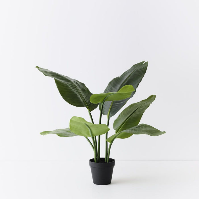 Bird of Paradise Plant Green 60cm Pack of 2