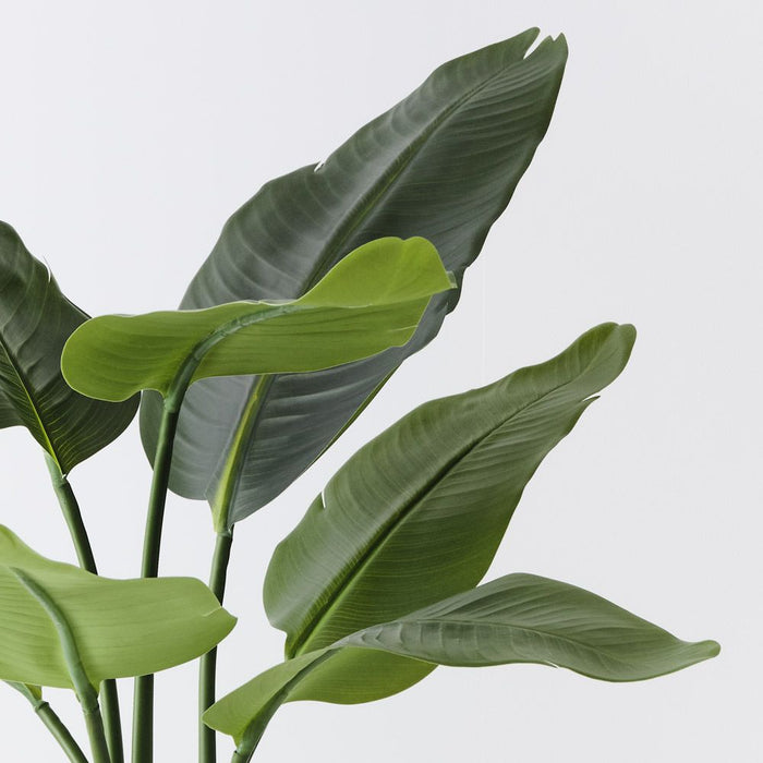 Bird of Paradise Plant Green 60cm Pack of 2
