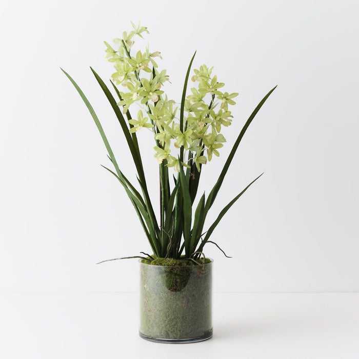 Orchid Cymbidium in Vase Light Green 60cm