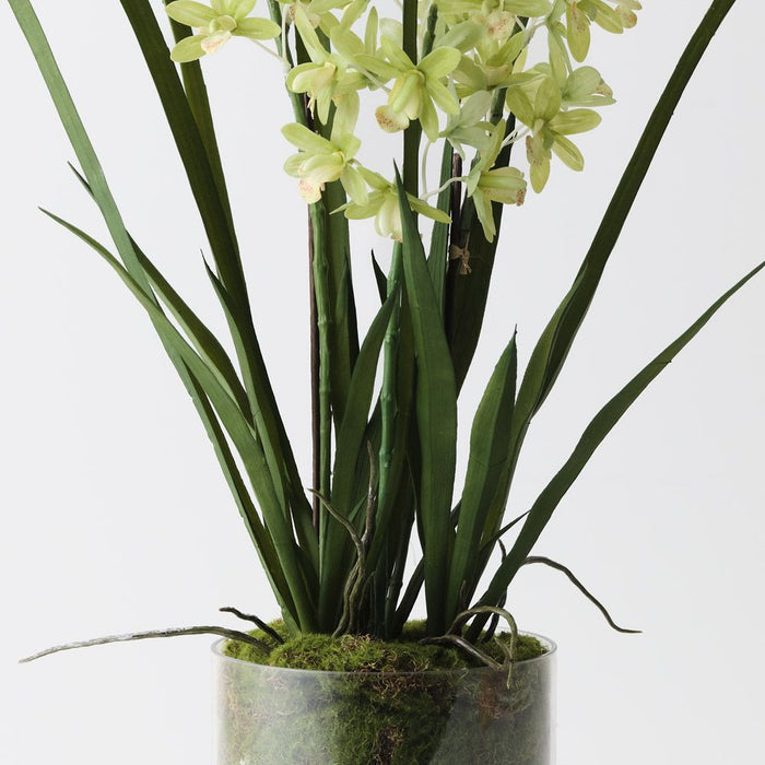 Orchid Cymbidium in Vase Light Green 60cm