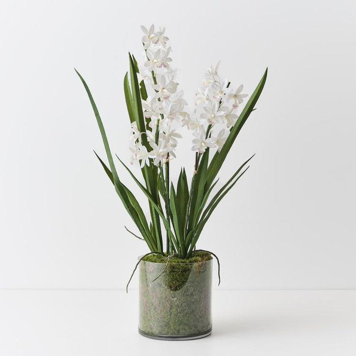 Orchid Cymbidium in Vase White 60cm