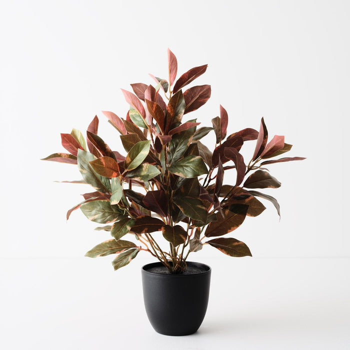Laurel Plant Green Burgundy 40cm Pack of 6