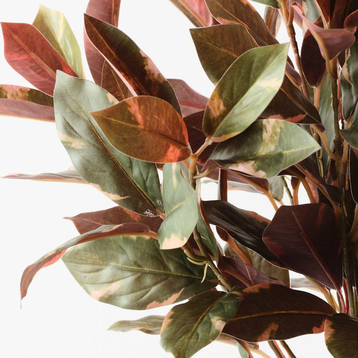 Laurel Plant Green Burgundy 40cm Pack of 6