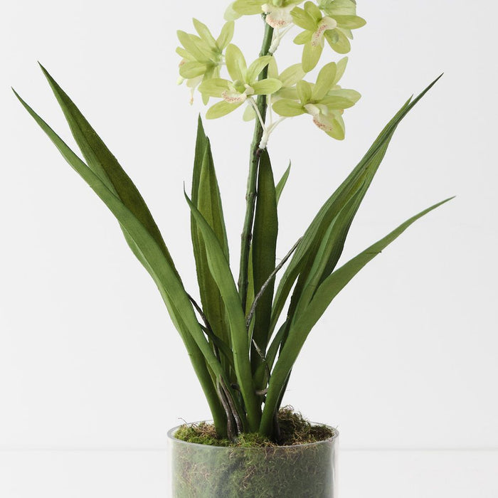 Orchid Cymbidium in Vase Light Green 45cm