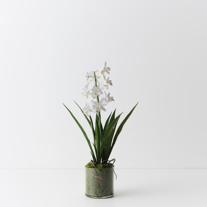 Orchid Cymbidium in Vase White 45cm