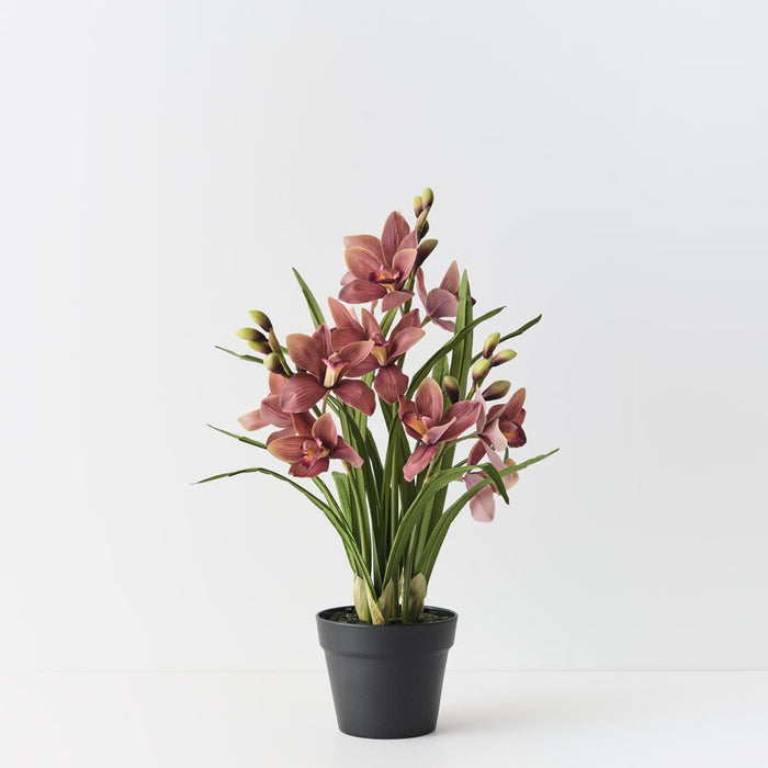 Orchid Cymbidium Plant Mauve Green 69cm Pack of 2