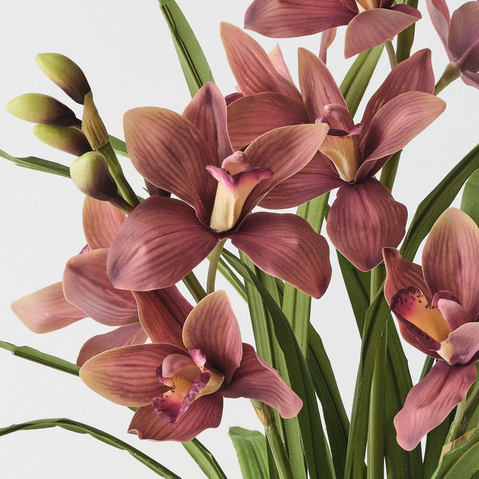 Orchid Cymbidium Plant Mauve Green 69cm Pack of 2