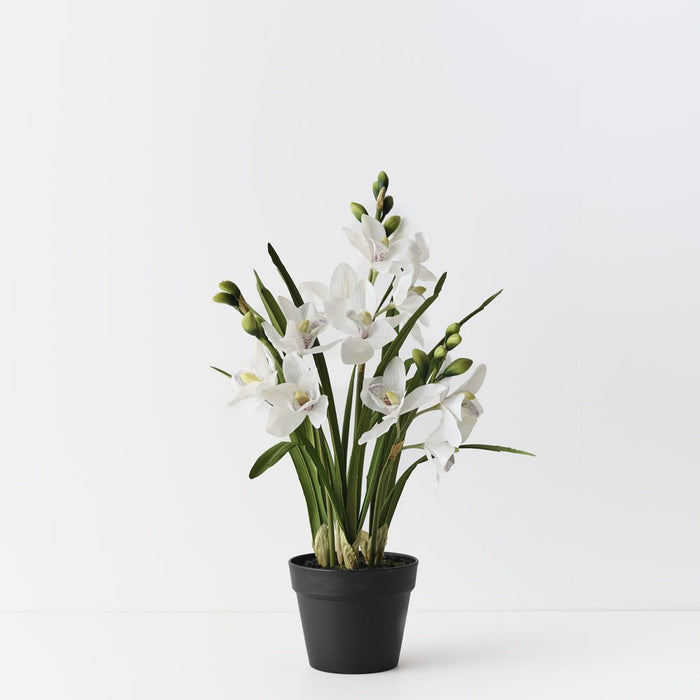 Orchid Cymbidium Plant White 69cm Pack of 2