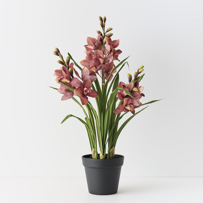 Orchid Cymbidium Plant Mauve Green 86cm