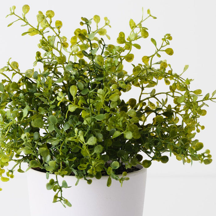 Boxwood Plant Green 28cm Pack of 6