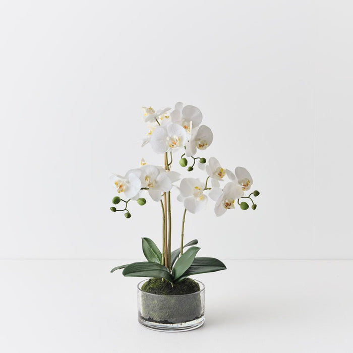 Orchid Phalaenopsis in Bowl White 50cm