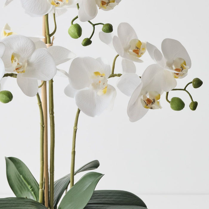 Orchid Phalaenopsis in Bowl White 50cm