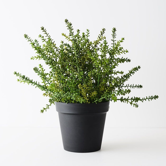 Sedum Plant Green 55cm Pack of 2