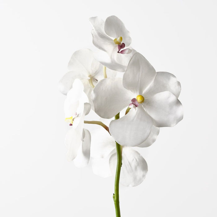Orchid Vanda White 66cm Pack of 6