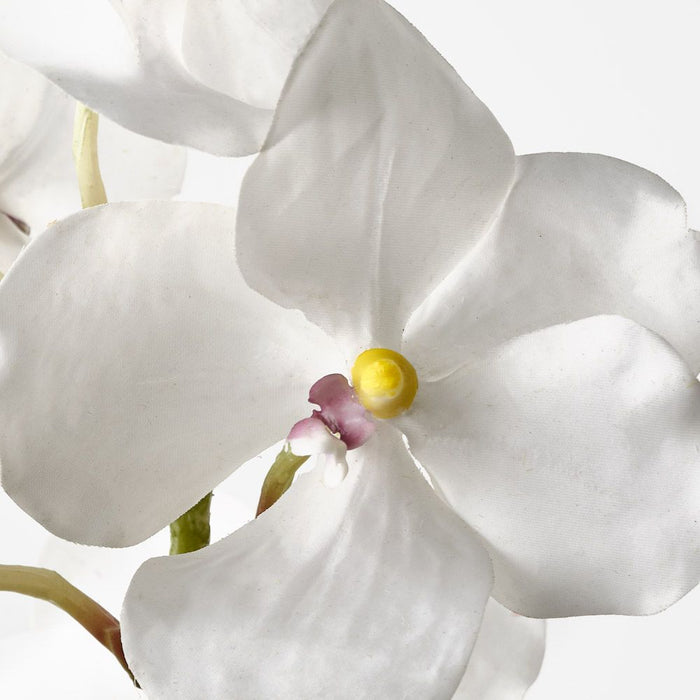Orchid Vanda White 66cm Pack of 6