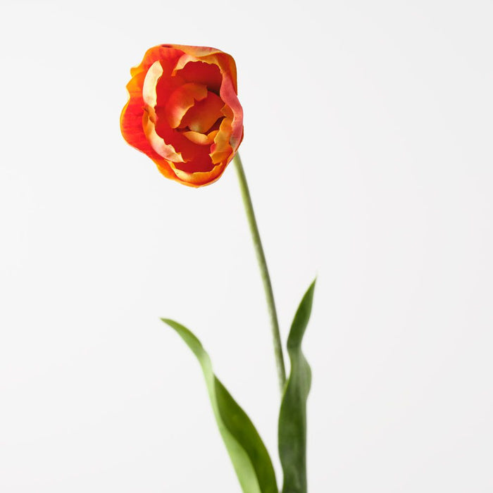 Tulip Hybrid Flame 71cm Pack of 12
